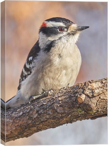 A Downy Woodpecker calmly regards his world on a cold day in Minnesota Canvas Print by Jim Hughes