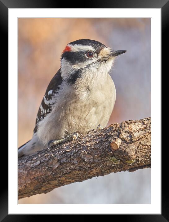 A Downy Woodpecker calmly regards his world on a cold day in Minnesota Framed Mounted Print by Jim Hughes