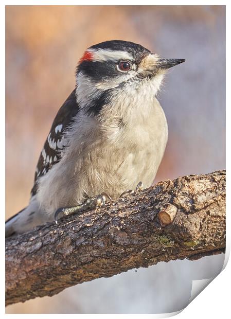 A Downy Woodpecker calmly regards his world on a cold day in Minnesota Print by Jim Hughes