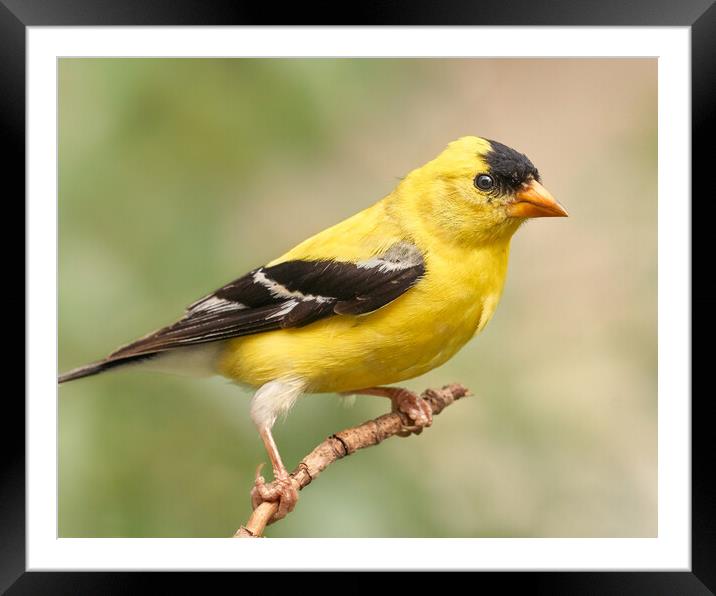 Male American Goldfinch Framed Mounted Print by Jim Hughes