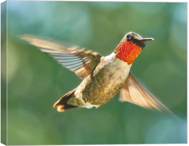 Ruby-Throated Hummingbird Canvas Print by Jim Hughes