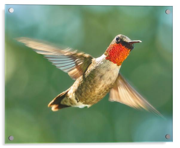 Ruby-Throated Hummingbird Acrylic by Jim Hughes