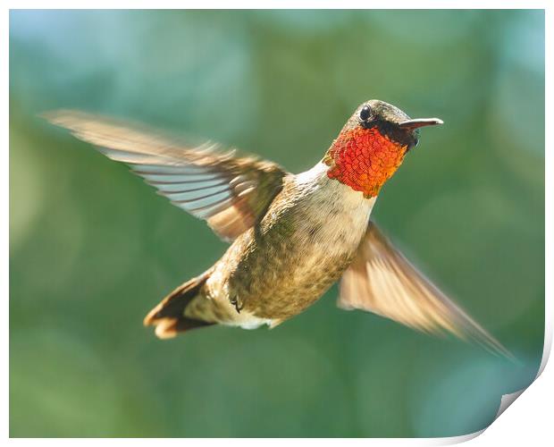 Ruby-Throated Hummingbird Print by Jim Hughes