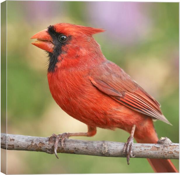 Male Cardinal in Spring Canvas Print by Jim Hughes