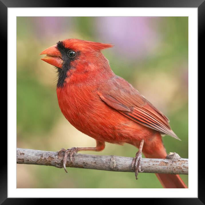 Male Cardinal in Spring Framed Mounted Print by Jim Hughes