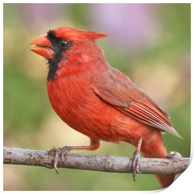 Male Cardinal in Spring Print by Jim Hughes