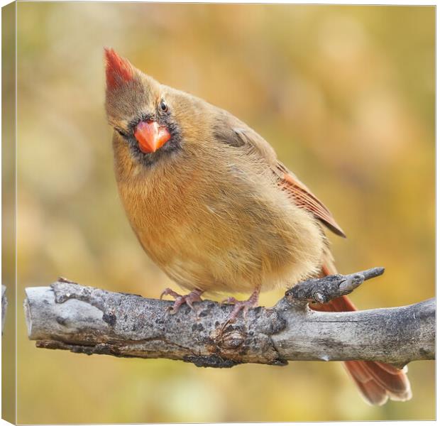 Female Cardinal is not impressed Canvas Print by Jim Hughes