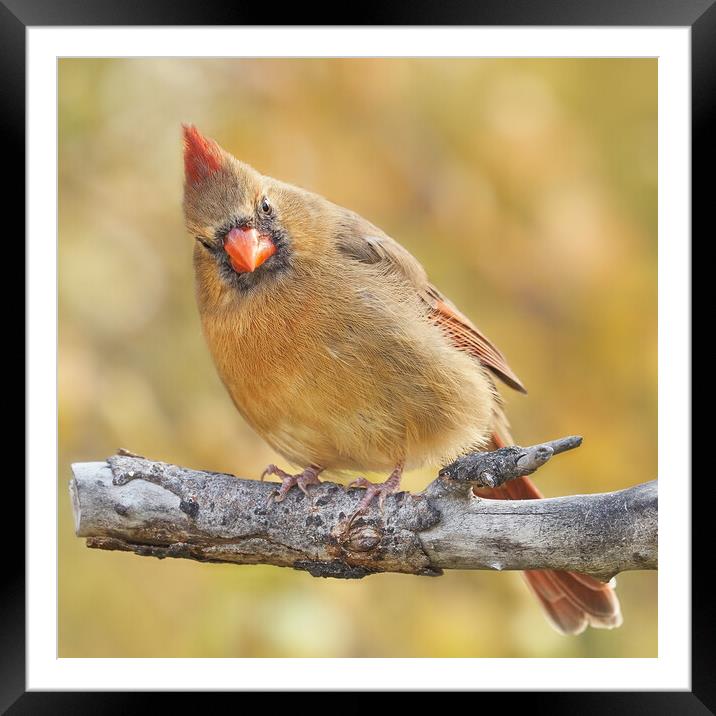 Female Cardinal is not impressed Framed Mounted Print by Jim Hughes