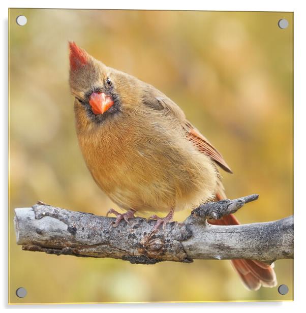 Female Cardinal is not impressed Acrylic by Jim Hughes