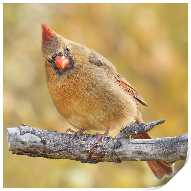 Female Cardinal is not impressed Print by Jim Hughes