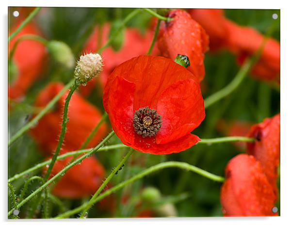 Wild Red Poppies in France Acrylic by Jacqi Elmslie