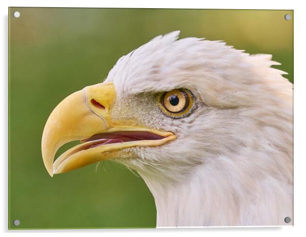 Eye of the Eagle Acrylic by Jim Hughes