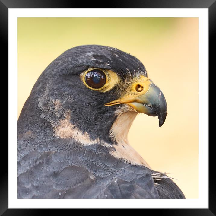 Peregrine Falcon portrait Framed Mounted Print by Jim Hughes