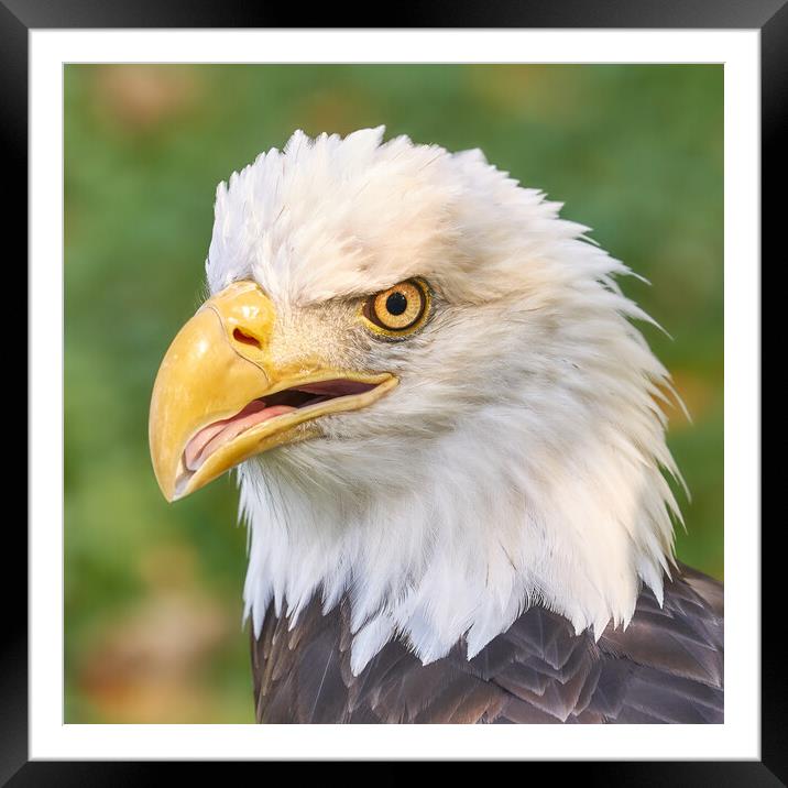 North American Bald Eagle Framed Mounted Print by Jim Hughes