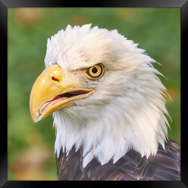 North American Bald Eagle Framed Print by Jim Hughes