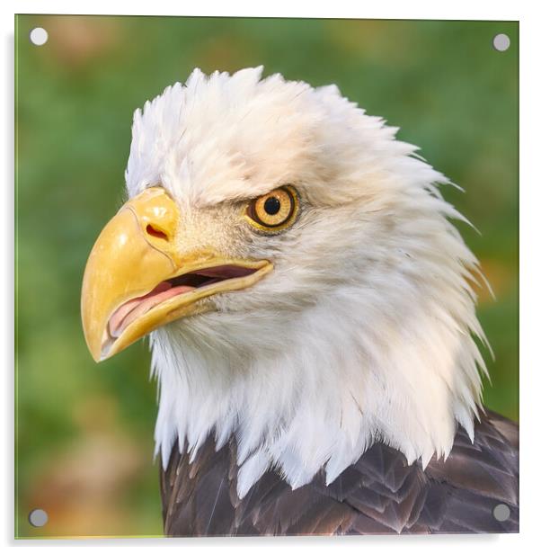 North American Bald Eagle Acrylic by Jim Hughes
