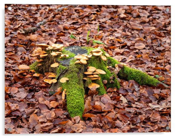 Mushrooms in an autumn forest bed, Denmark Acrylic by Frank Bach