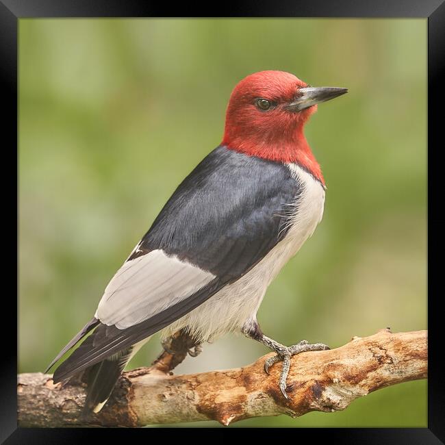 Red-Headed Woodpecker Looks At A Photographer Framed Print by Jim Hughes
