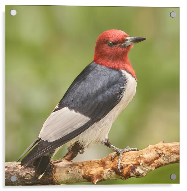 Red-Headed Woodpecker Looks At A Photographer Acrylic by Jim Hughes