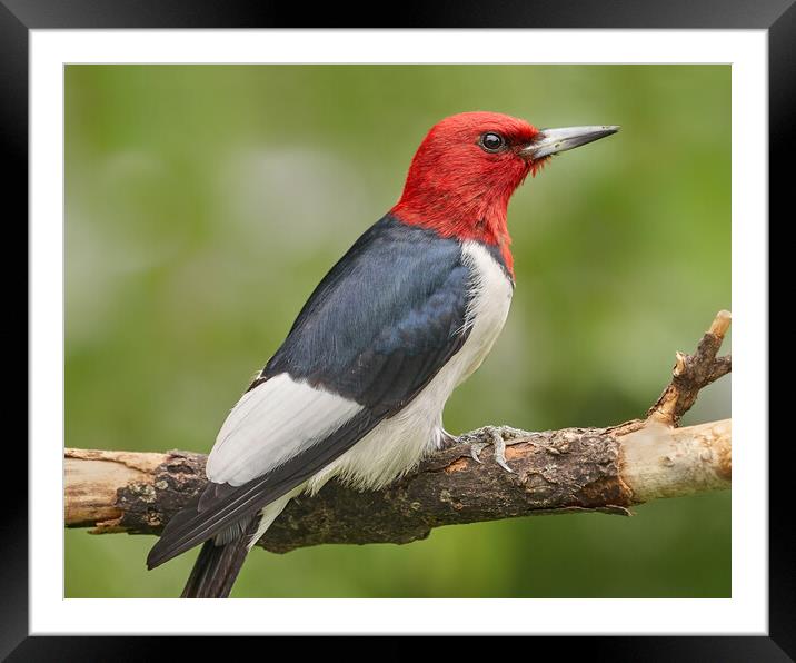 Red-Headed Woodpecker Framed Mounted Print by Jim Hughes