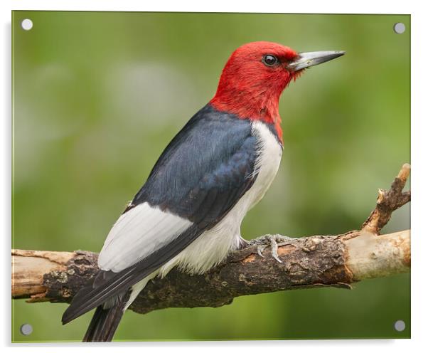 Red-Headed Woodpecker Acrylic by Jim Hughes