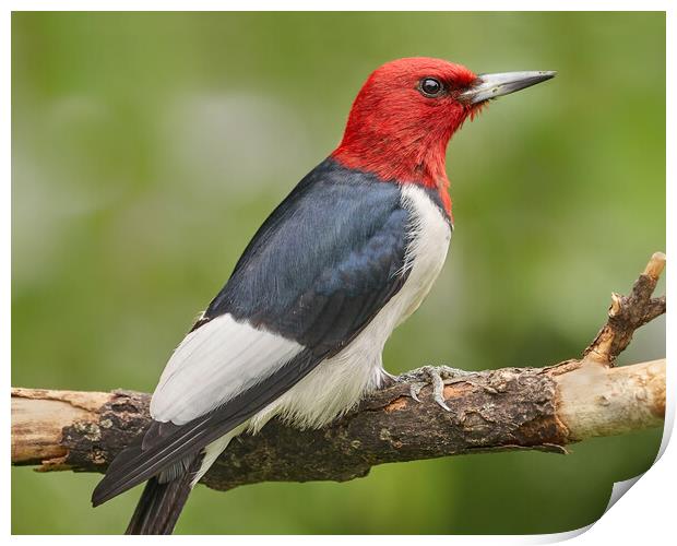 Red-Headed Woodpecker Print by Jim Hughes