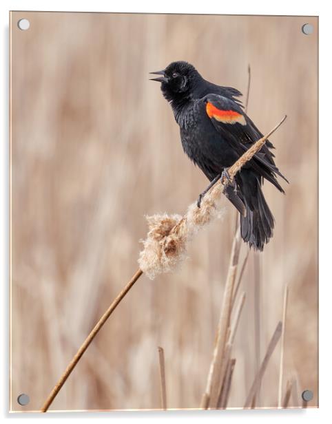 Red-winged blackbird in a Minnesota marsh Acrylic by Jim Hughes