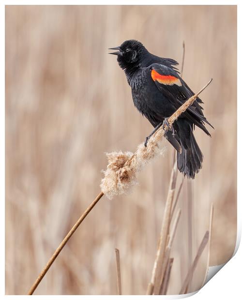 Red-winged blackbird in a Minnesota marsh Print by Jim Hughes