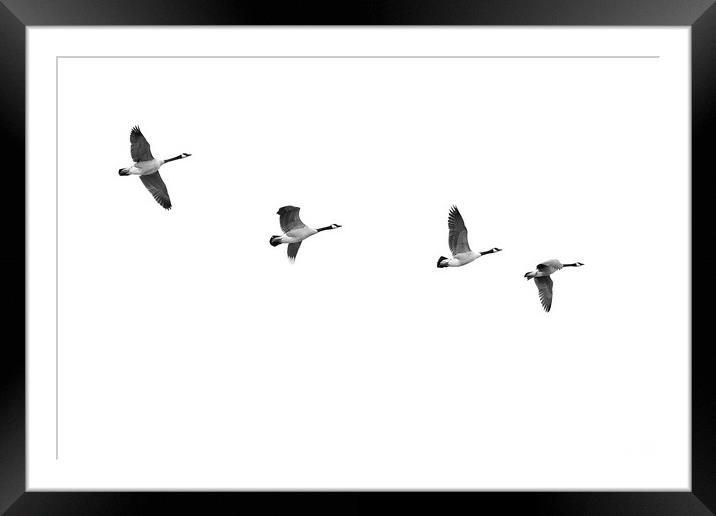Geese In Flight Framed Mounted Print by Jim Hughes