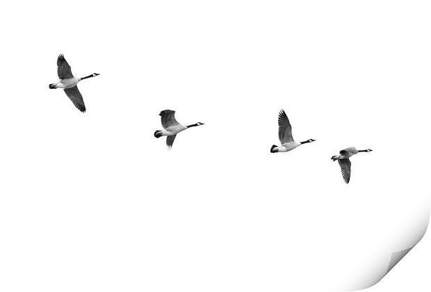 Geese In Flight Print by Jim Hughes