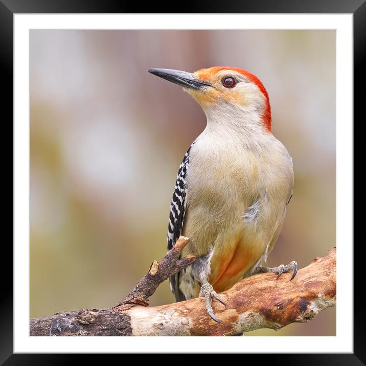 Male Red Bellied woodpecker Framed Mounted Print by Jim Hughes