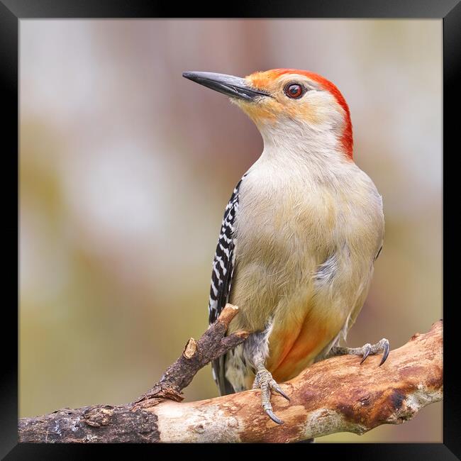 Male Red Bellied woodpecker Framed Print by Jim Hughes