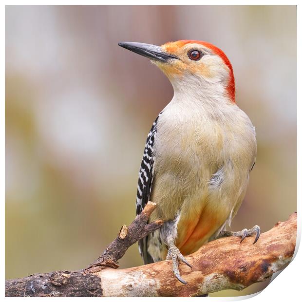 Male Red Bellied woodpecker Print by Jim Hughes
