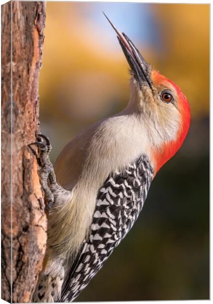 Red Bellied woodpecker and his tools Canvas Print by Jim Hughes