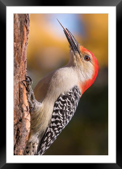 Red Bellied woodpecker and his tools Framed Mounted Print by Jim Hughes