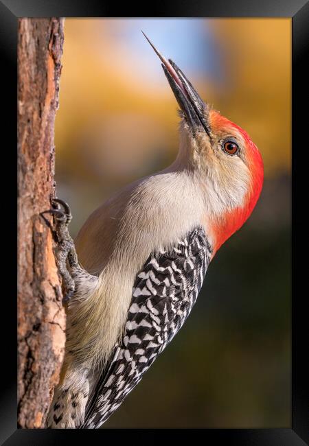 Red Bellied woodpecker and his tools Framed Print by Jim Hughes