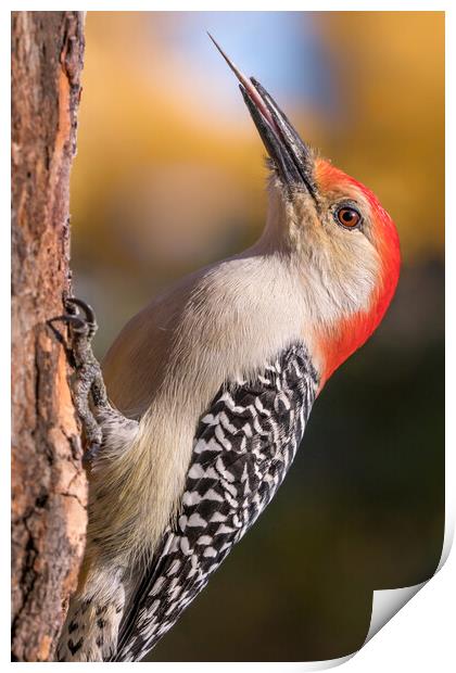 Red Bellied woodpecker and his tools Print by Jim Hughes