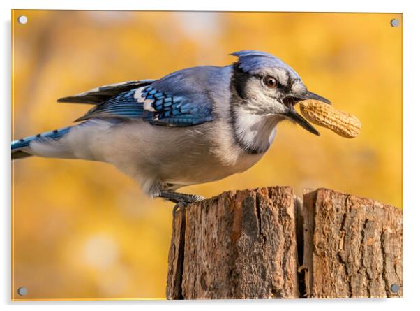 Blue Jay grabbing a peanut Acrylic by Jim Hughes