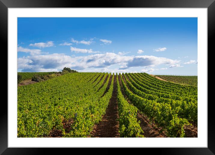 Summer vineyard in the Languedoc Framed Mounted Print by Jeanette Teare