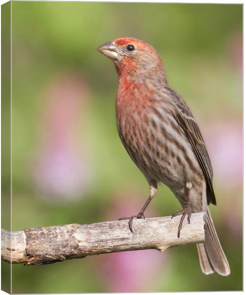 Proud to be a House Finch Canvas Print by Jim Hughes