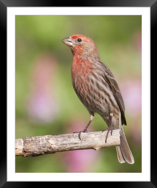 Proud to be a House Finch Framed Mounted Print by Jim Hughes