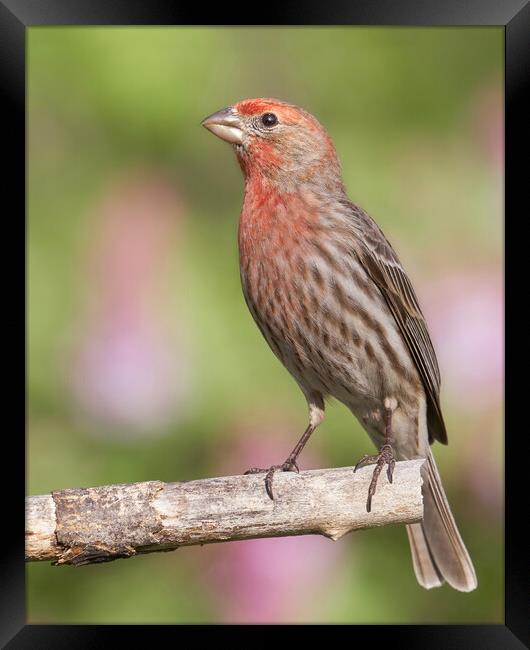 Proud to be a House Finch Framed Print by Jim Hughes