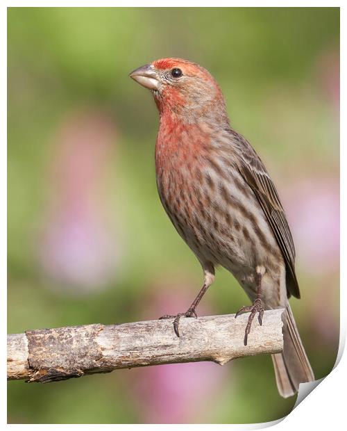 Proud to be a House Finch Print by Jim Hughes