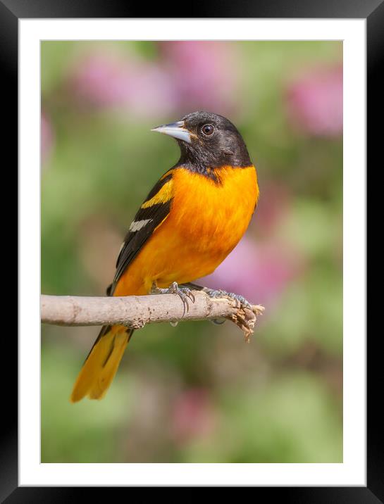 Male Baltimore Oriole arriving in Minnesota in the spring Framed Mounted Print by Jim Hughes