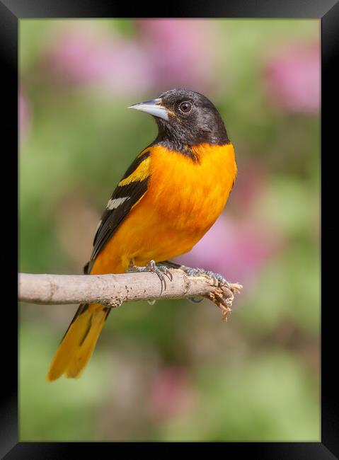 Male Baltimore Oriole arriving in Minnesota in the spring Framed Print by Jim Hughes