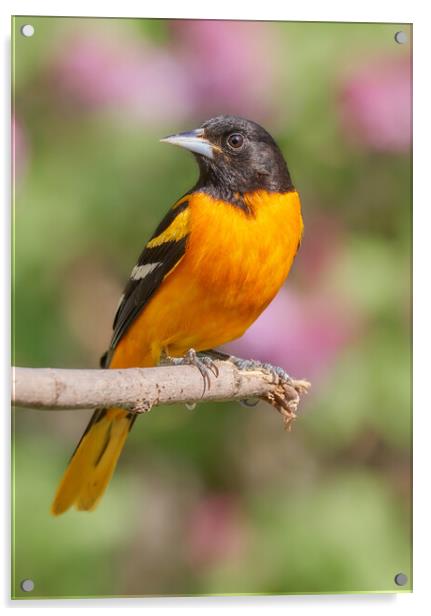 Male Baltimore Oriole arriving in Minnesota in the spring Acrylic by Jim Hughes