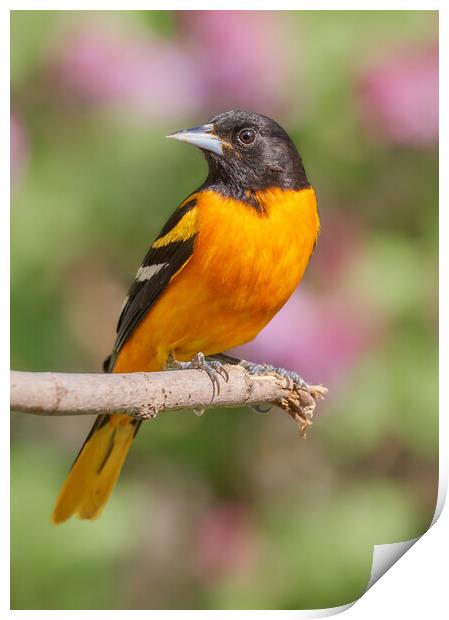 Male Baltimore Oriole arriving in Minnesota in the spring Print by Jim Hughes