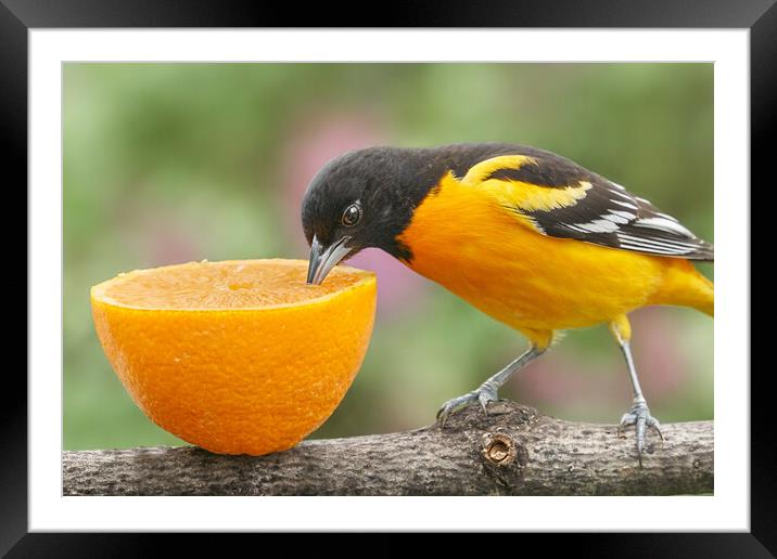 Male Baltimore Oriole tasting an orange Framed Mounted Print by Jim Hughes