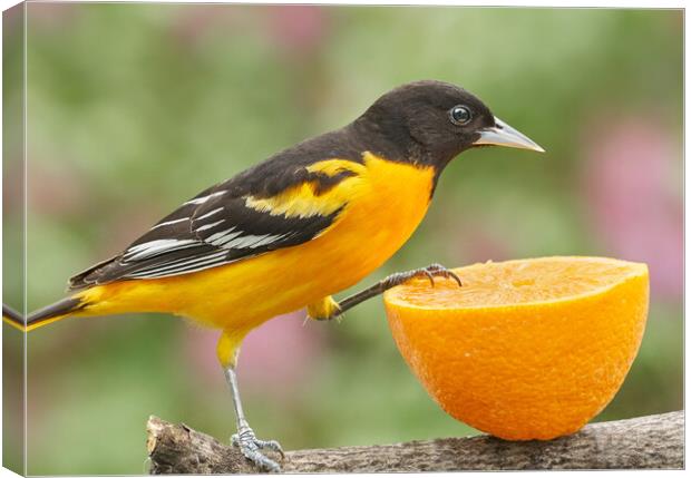 Male Baltimore Oriole investigating an orange Canvas Print by Jim Hughes
