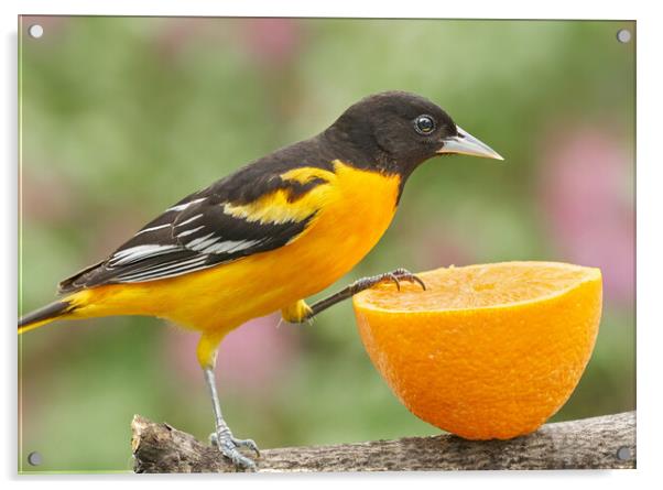 Male Baltimore Oriole investigating an orange Acrylic by Jim Hughes